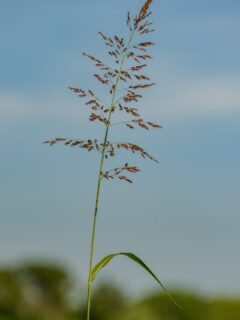Halepense-grass-picture—why-is-Johnson-grass-bad?