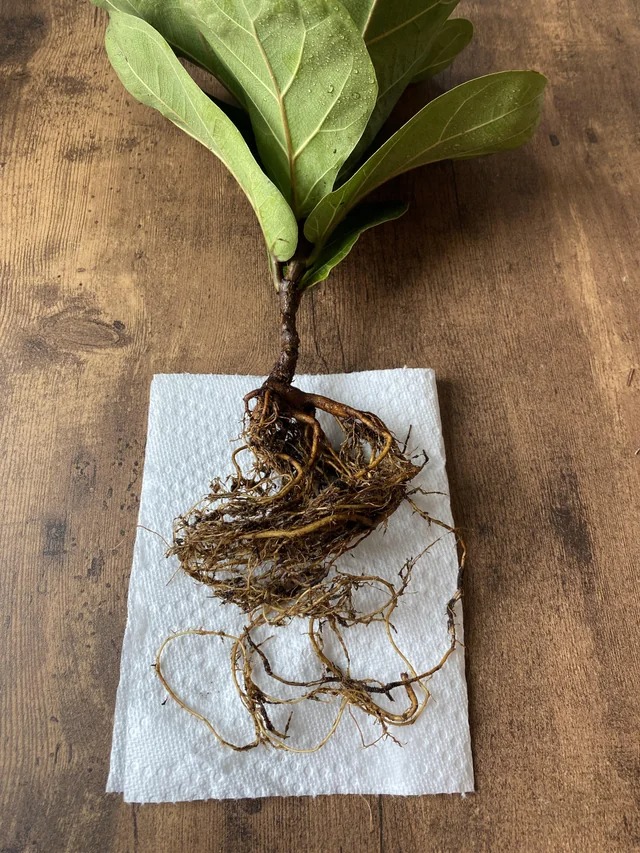 Roots of FLF—how to fix root rot in Fiddle leaf fig?