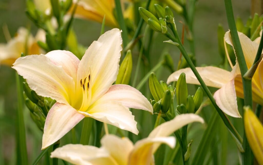 Yellow daylily—How to Get Rid of Daylilies?