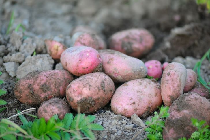 How to grow potatoes in Arizona
