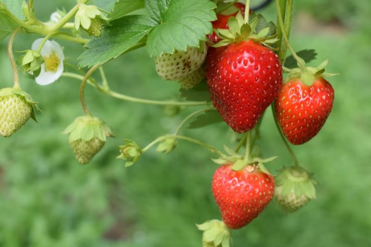 How to grow strawberries in Ohio?