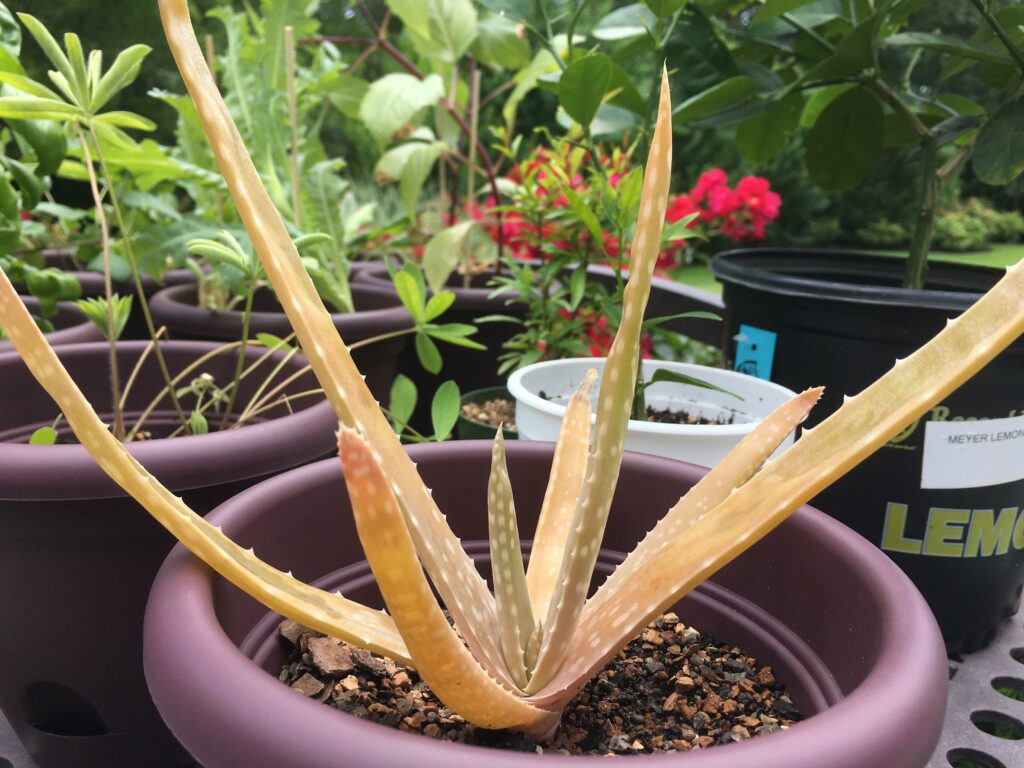 Orange aloe vera—why is my aloe plant orange?