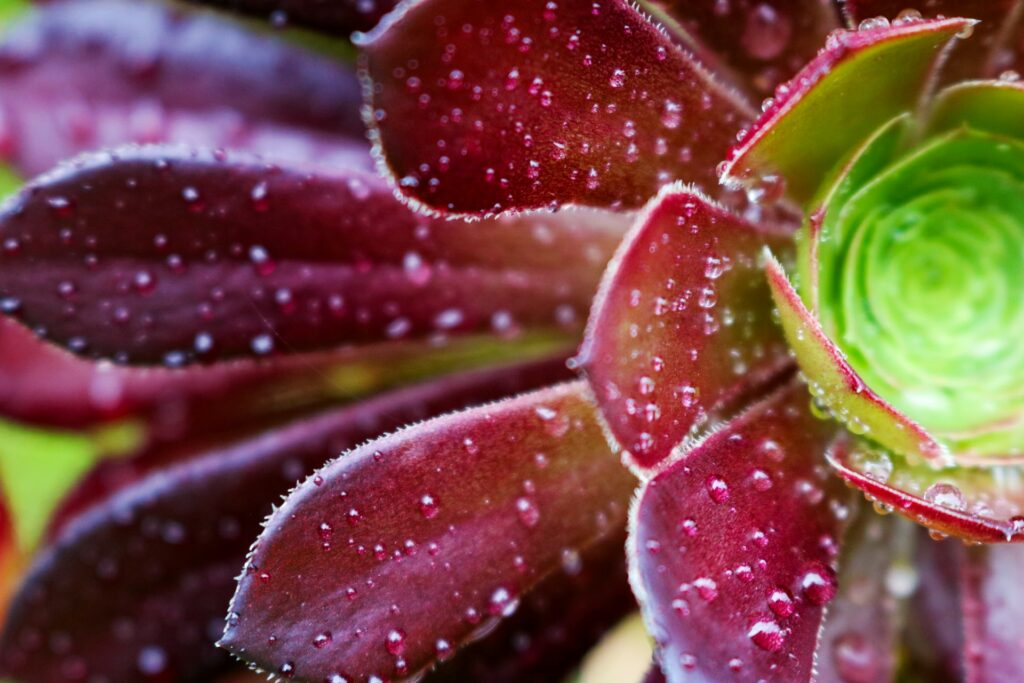Red succulent plant in rain—can succulents stay outside in rain?