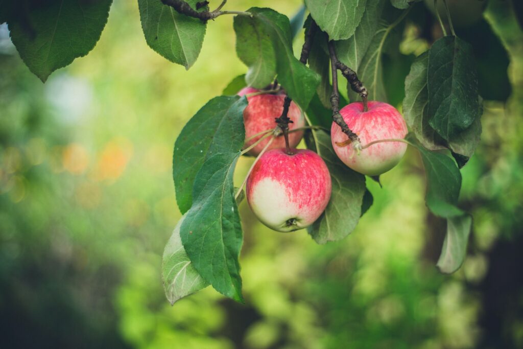 Three apples on a tree—why do apples grow in cold climates?