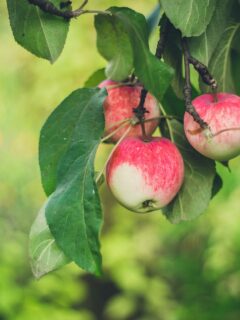 Three-apples-on-a-tree—why-do-apples-grow-in-cold-climates?