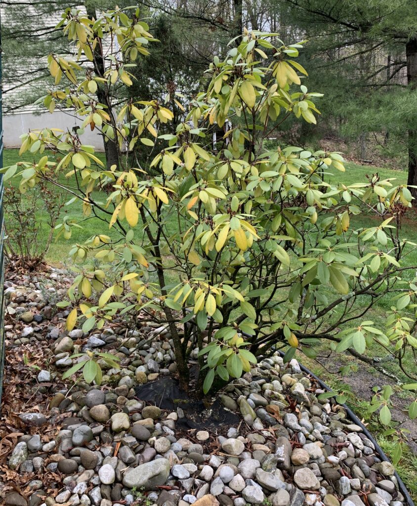 Yellow leaves on Rhododendron—why is my Rhododendron turning yellow?