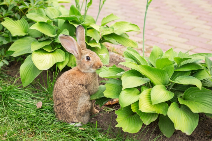 How to Keep Rabbits from Eating Hostas