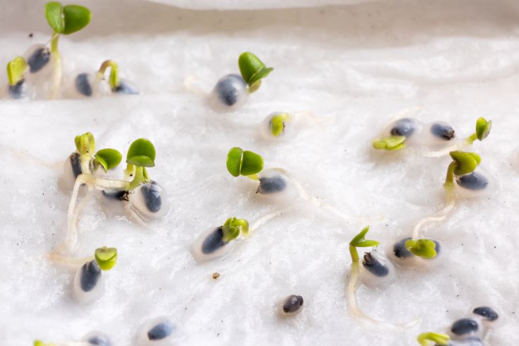 How to Germinate Basil Seeds Paper Towel Method!
