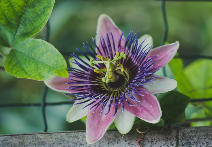 How to propagate Passion flowers