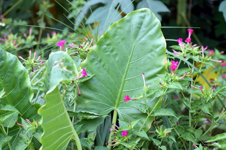 How to get rid of Elephant ears