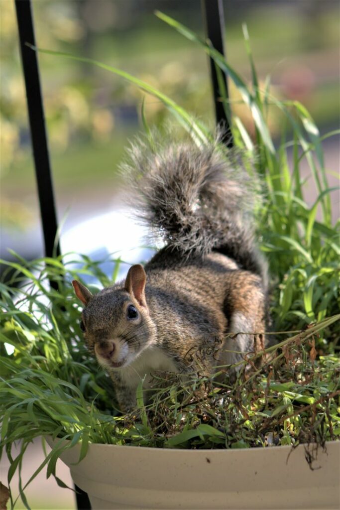 Squirrel in a plant pot with grass - What Is Digging up My Potted Plants at Night