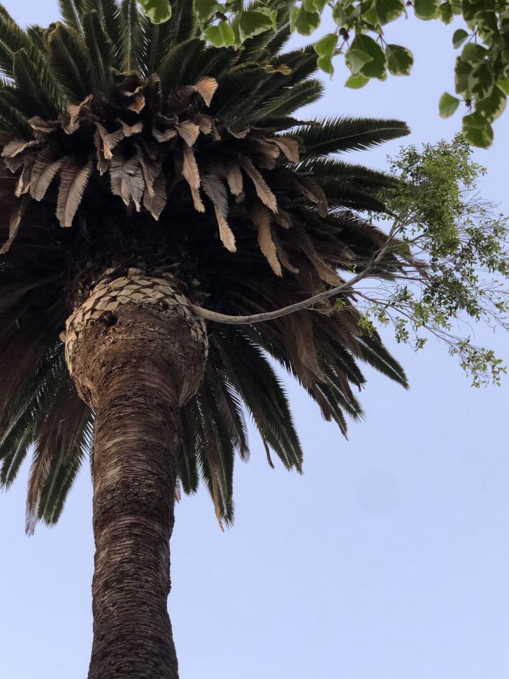 This palm tree has a branch of a different tree growing out of it
