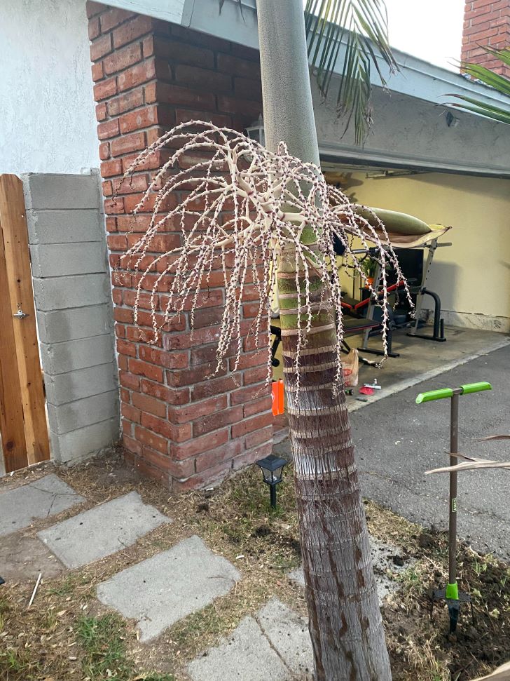 What is this weird plant like thing growing out of my palm tree?