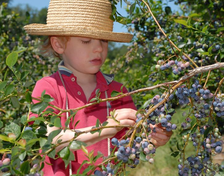 A young boy concentrates as he picks blueberries off the bush on a hot summer's day.