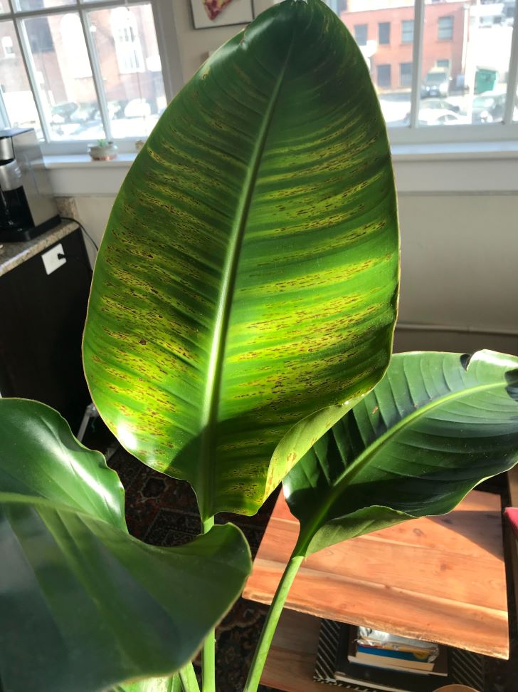 Why Are My Bird of Paradise Leaves Turning Yellow? | 3 Alarming Reasons!