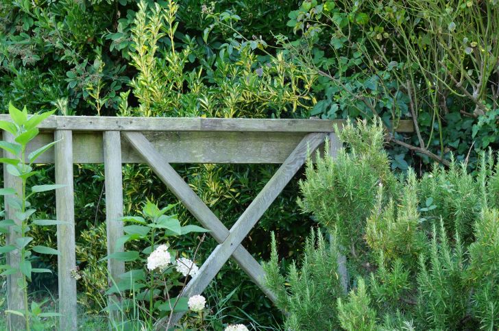 Why Plant Rosemary By Your Garden Gate