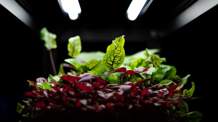 How to Grow Vegetables Indoors Without Sunlight? | A Practical & Exquisite Guide! 1