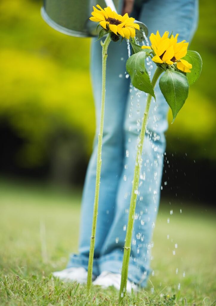 How Much Water Do Sunflowers Need - Person Watering Sunflowers
