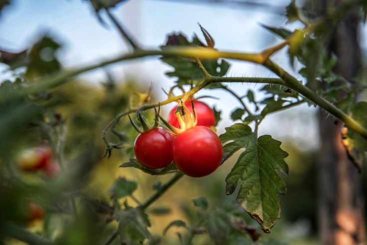 When to Plant Tomatoes in Texas