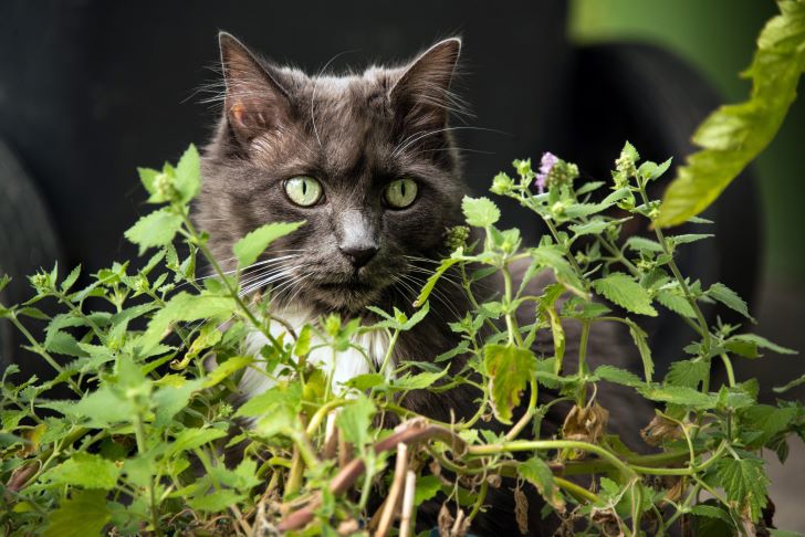 Are String of Turtles Toxic to Cats - Gray cat with green eyes loves to eat catnip