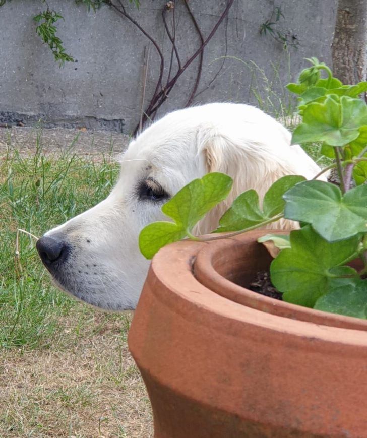Is Potting Soil Harmful to Dogs