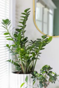 Are the ZZ Plants Poisonous for Cats, Dogs, or People? 4