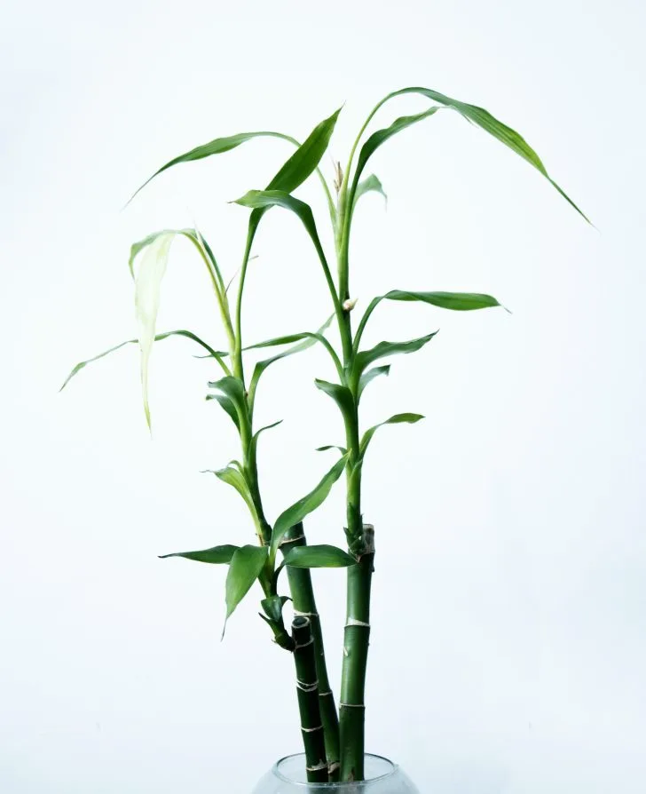 Can bamboo grow in Colorado? | It is recommended to consider the visual appeal of your bamboo plants