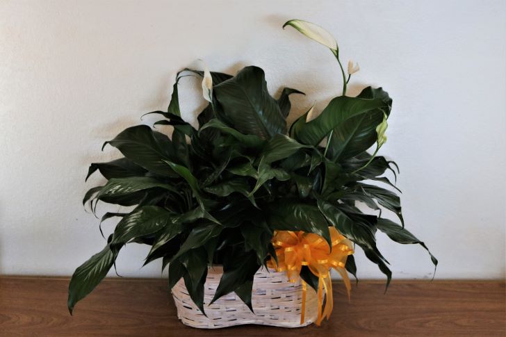 How long do Peace lily flowers last