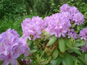 How Long Do Rhododendrons Live - The Answer May Surprise You! 5