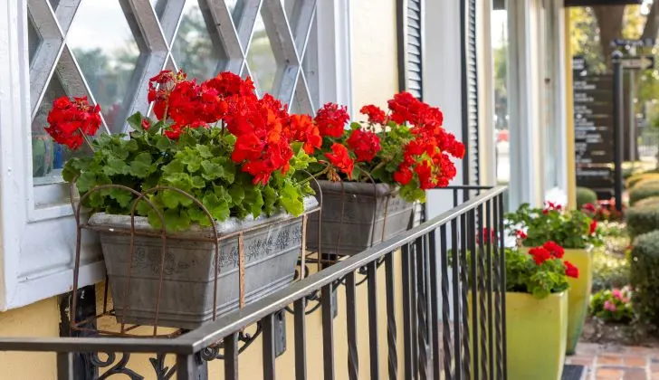 Ideas For Fall Window Boxes - Add Deep Colors