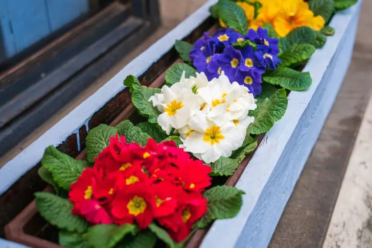 Ideas For Fall Window Boxes - Add Red White And Blues