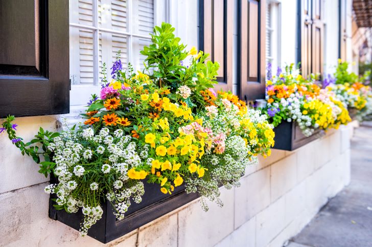 Ideas For Fall Window Boxes - Try Companion Planting