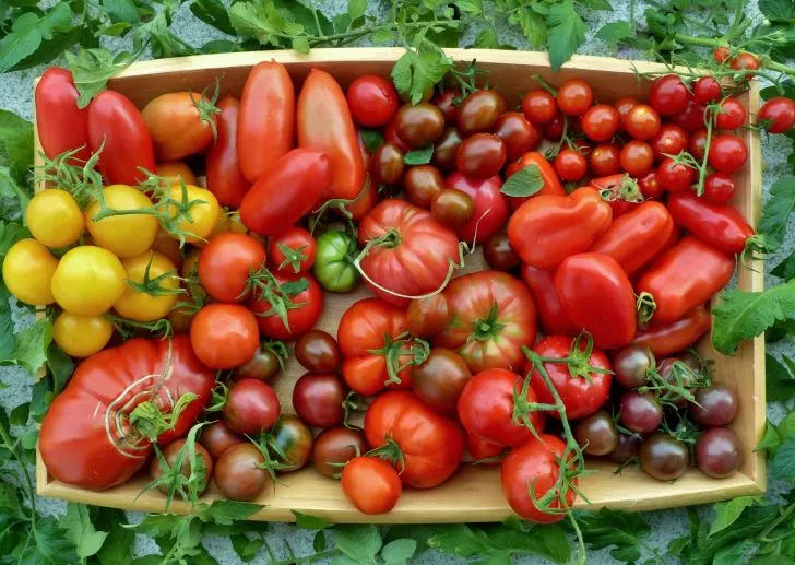 When to plant tomatoes in Louisiana - tomato variety