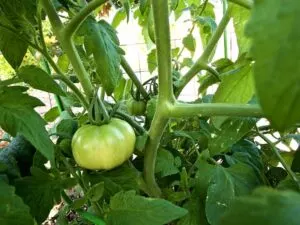 When to Plant Tomatoes in Louisiana? | Best Time of the Year! 6